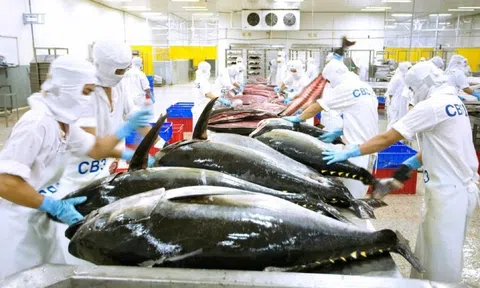 Tín hiệu kém khả quan trên đường xuất khẩu cá ngừ sang Mỹ