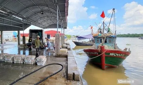 Hải Phòng: Được mùa tép biển, ngư dân kiếm tiền triệu mỗi ngày